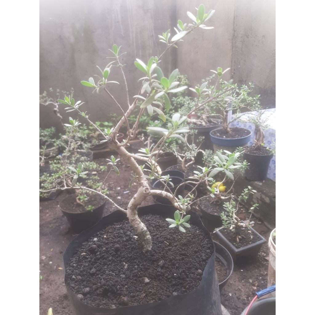 Bonsai Bahan Santigi dari biji (Real Pict 4)
