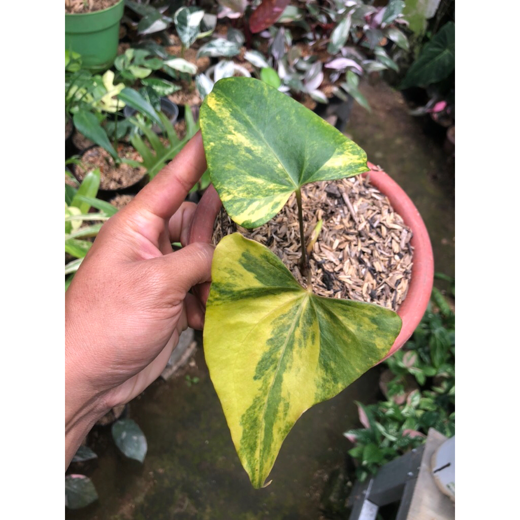 Tanaman Hias Antharium Pterodactyl Variegata / Anthurium Pterodaktil varigata