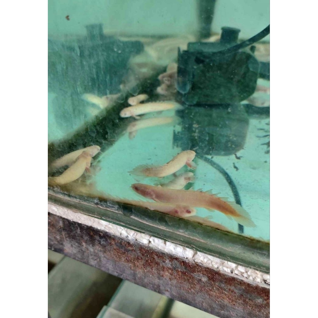 Palmas Albino 8-10 CM (Beli 5 Gratis 1) #PromoSpecial