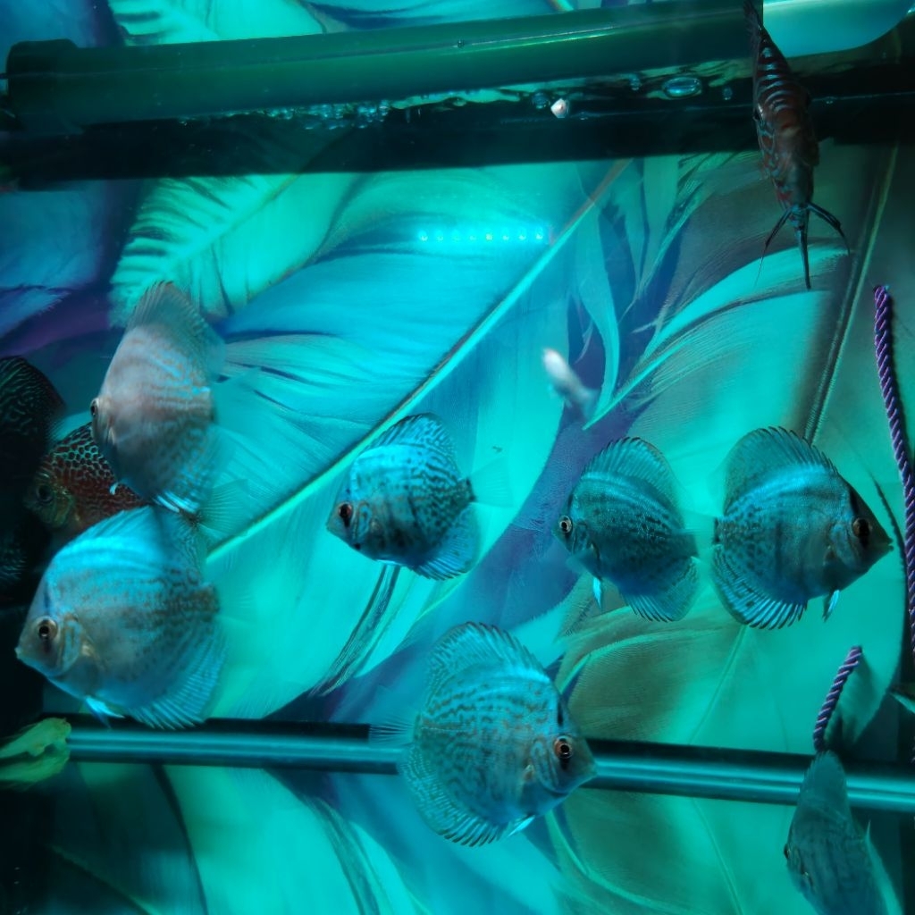Paket Hiasan Discus Blue, Wild Dan Lainnya