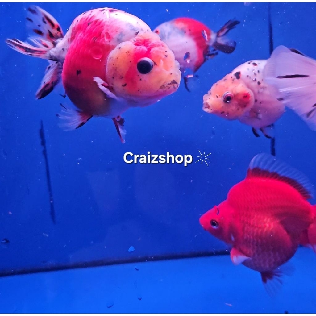 Ikan Mas Koki Rancu white red