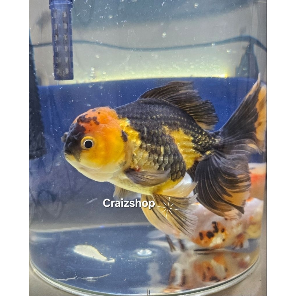 Ikan Mas Koki Oranda Golden Black