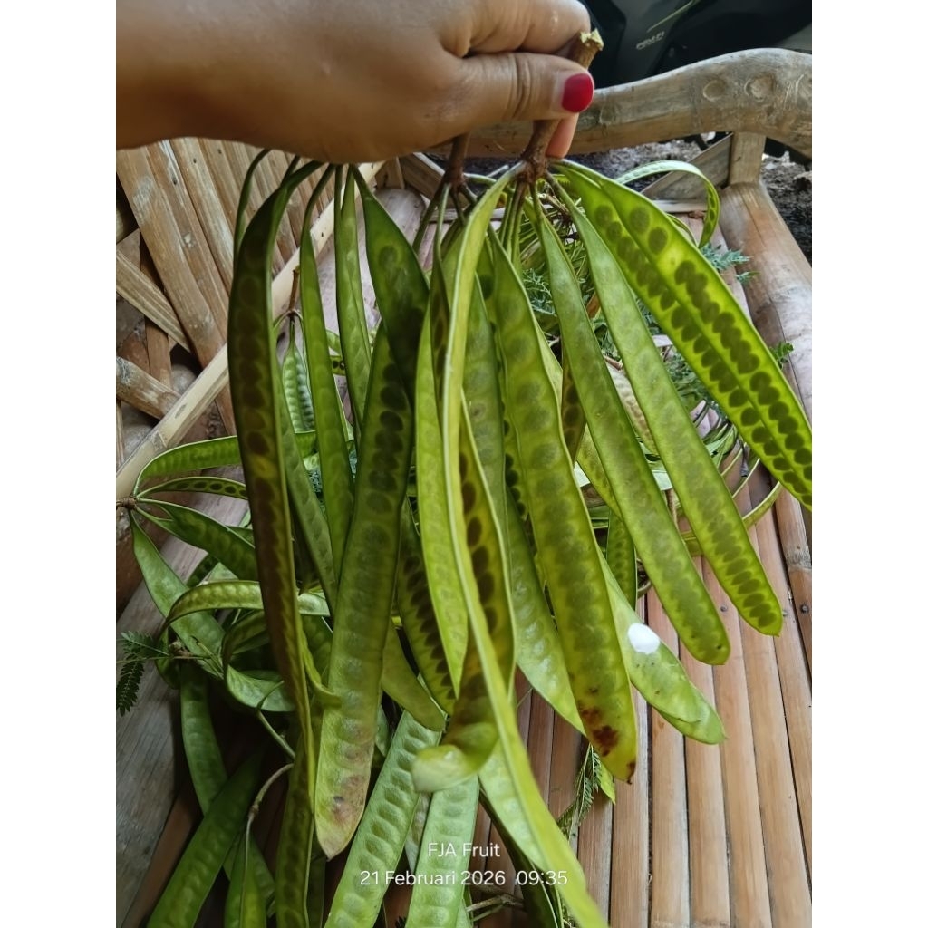 sayur pete cina/mlandingan