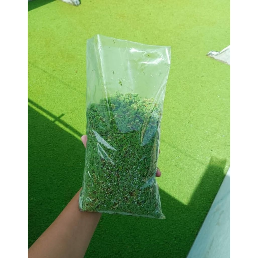 bibit azolla 1 kg Super bergaransi | pakan alternatif nila gurame lele dan ayam bebek mentok | azoll