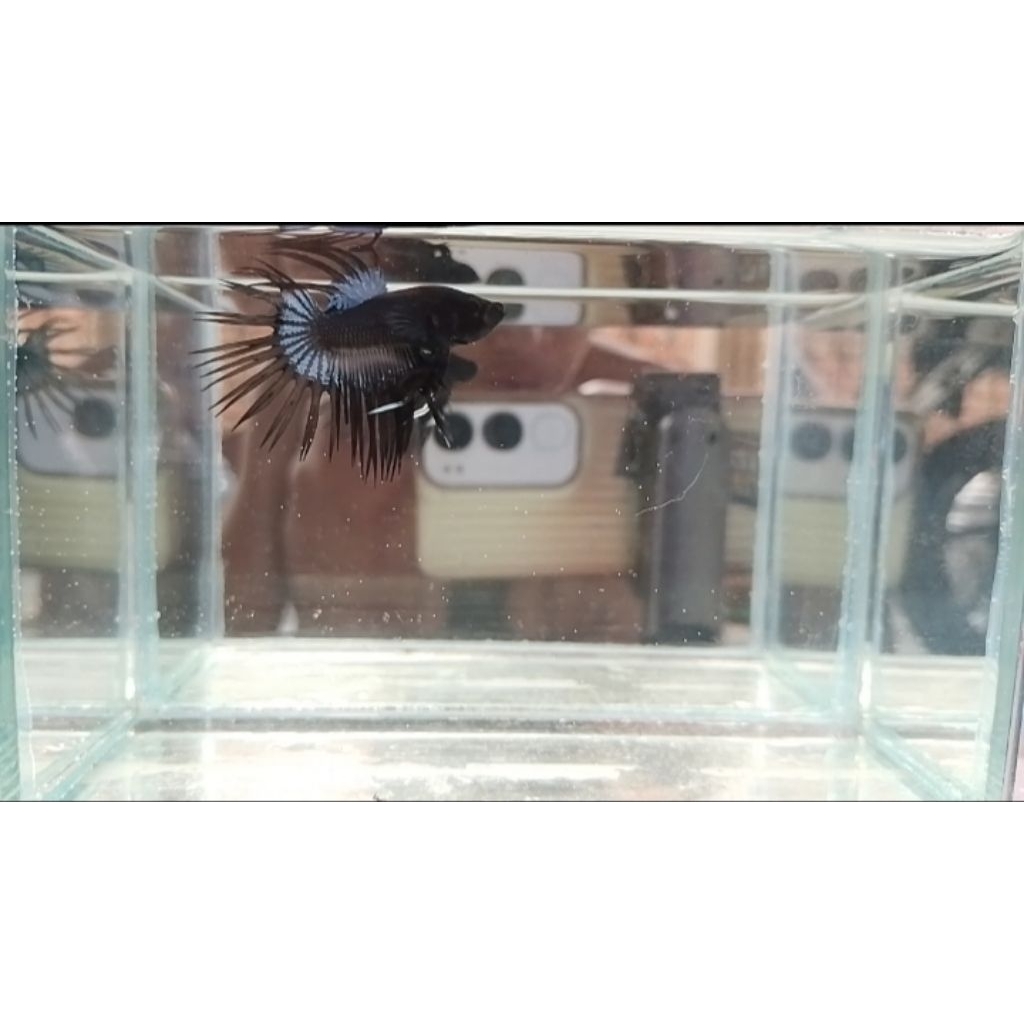 Crowntail black orchid