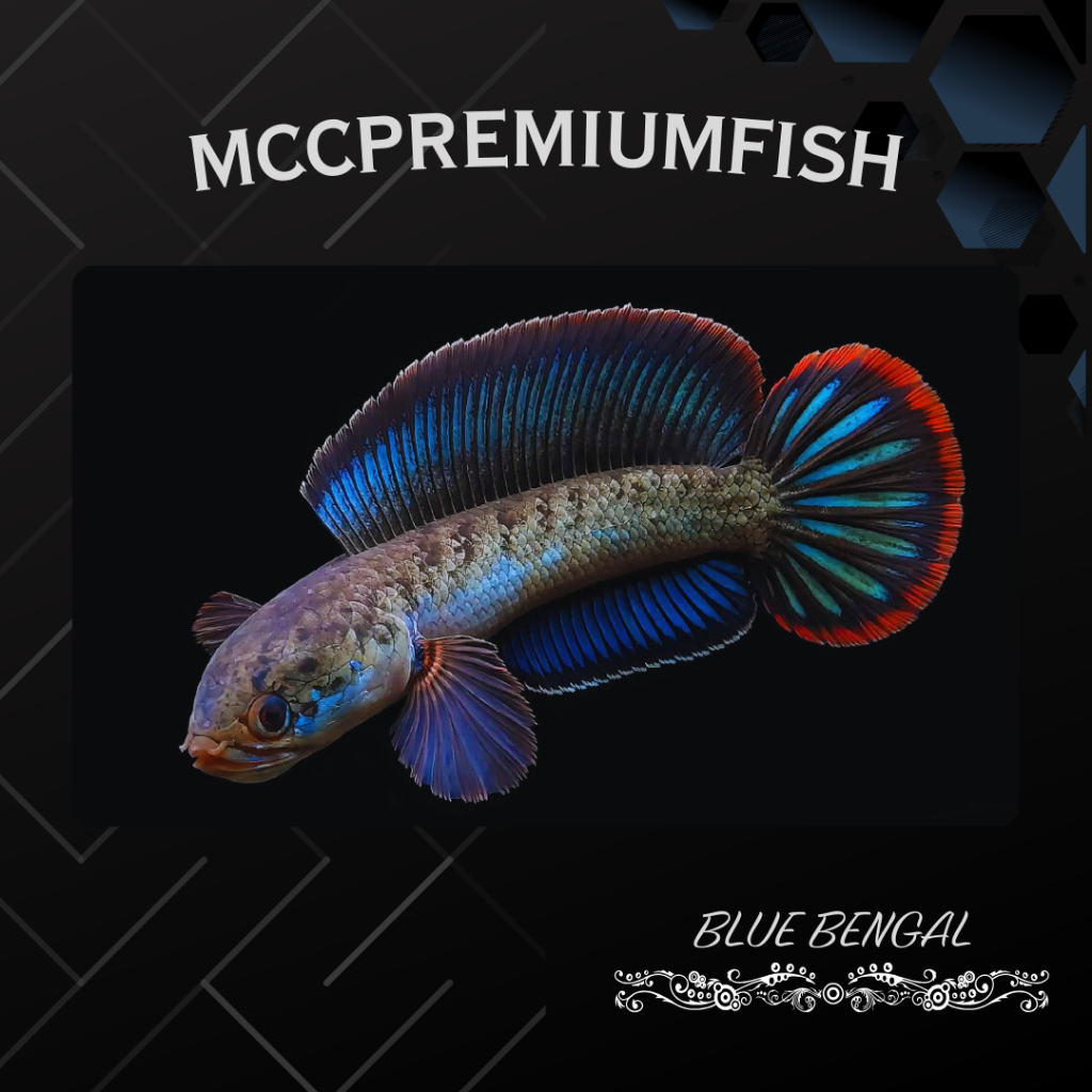 CHANNA BLUE BENGAL GACHUA RIM TEBAL BAHAN GONDRONG 100% REALL - GALAK | SINGLE TANK - BEST SORTIRAN 