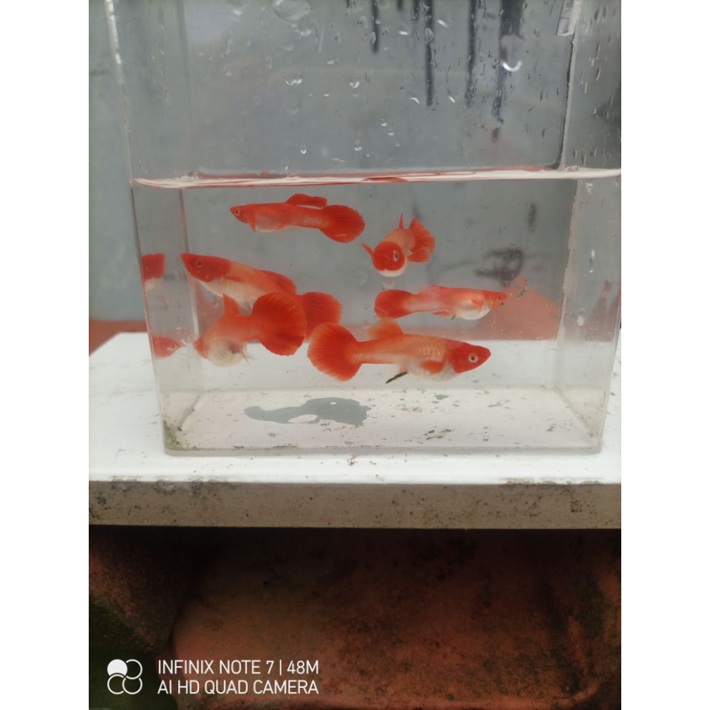 hiasan Guppy albino koi gen red ear (size indukan)