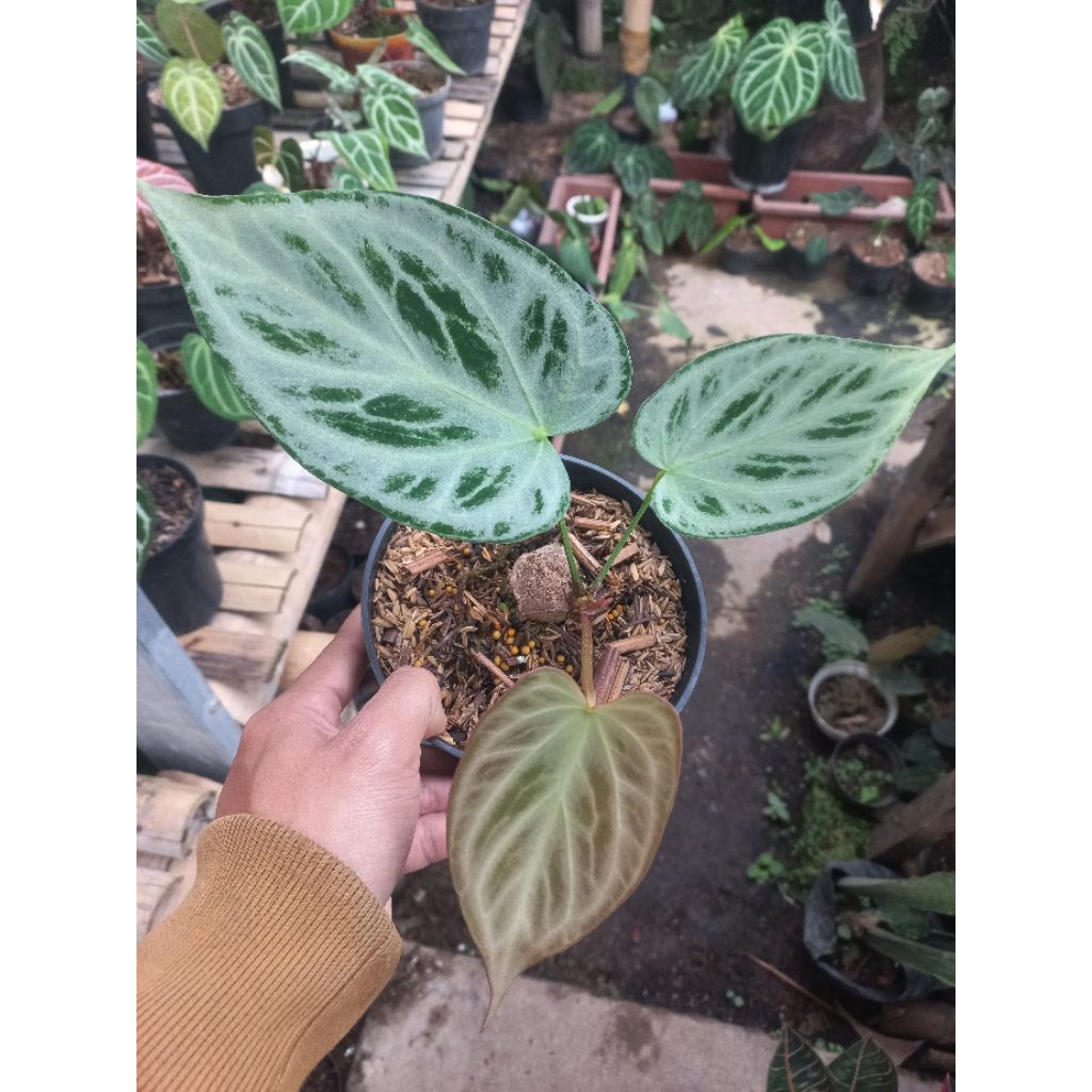 Tanaman Hias kuping gajah silver Bulsh / Antharium Silver Blush / Antharium Silver Butterfly cacahan