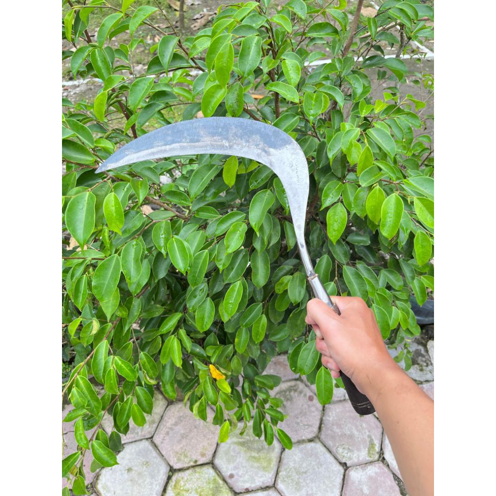 SULAIMAN | Arit panen padi tanpa asah