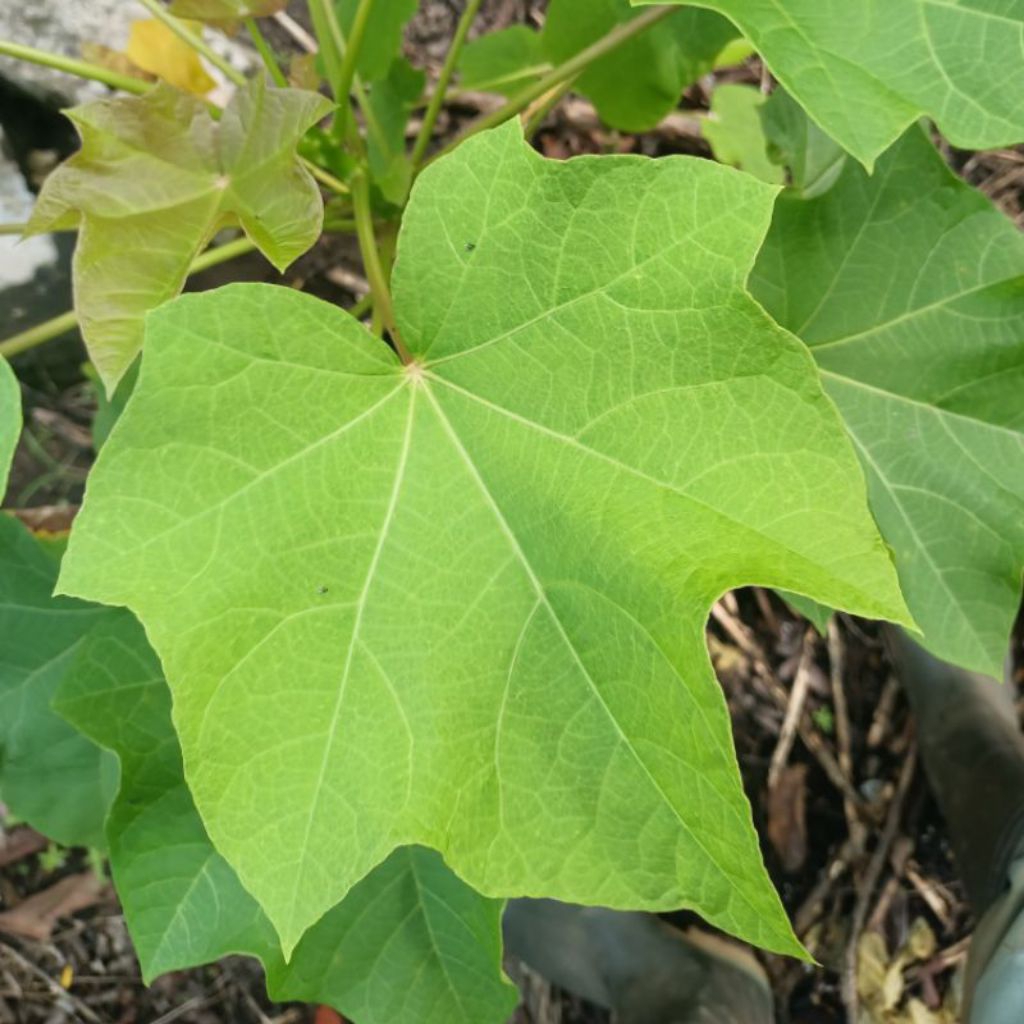 daun jarak pagar/ daun jarak