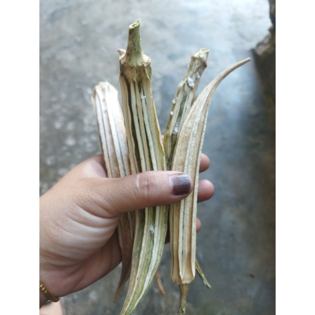 bibit okra