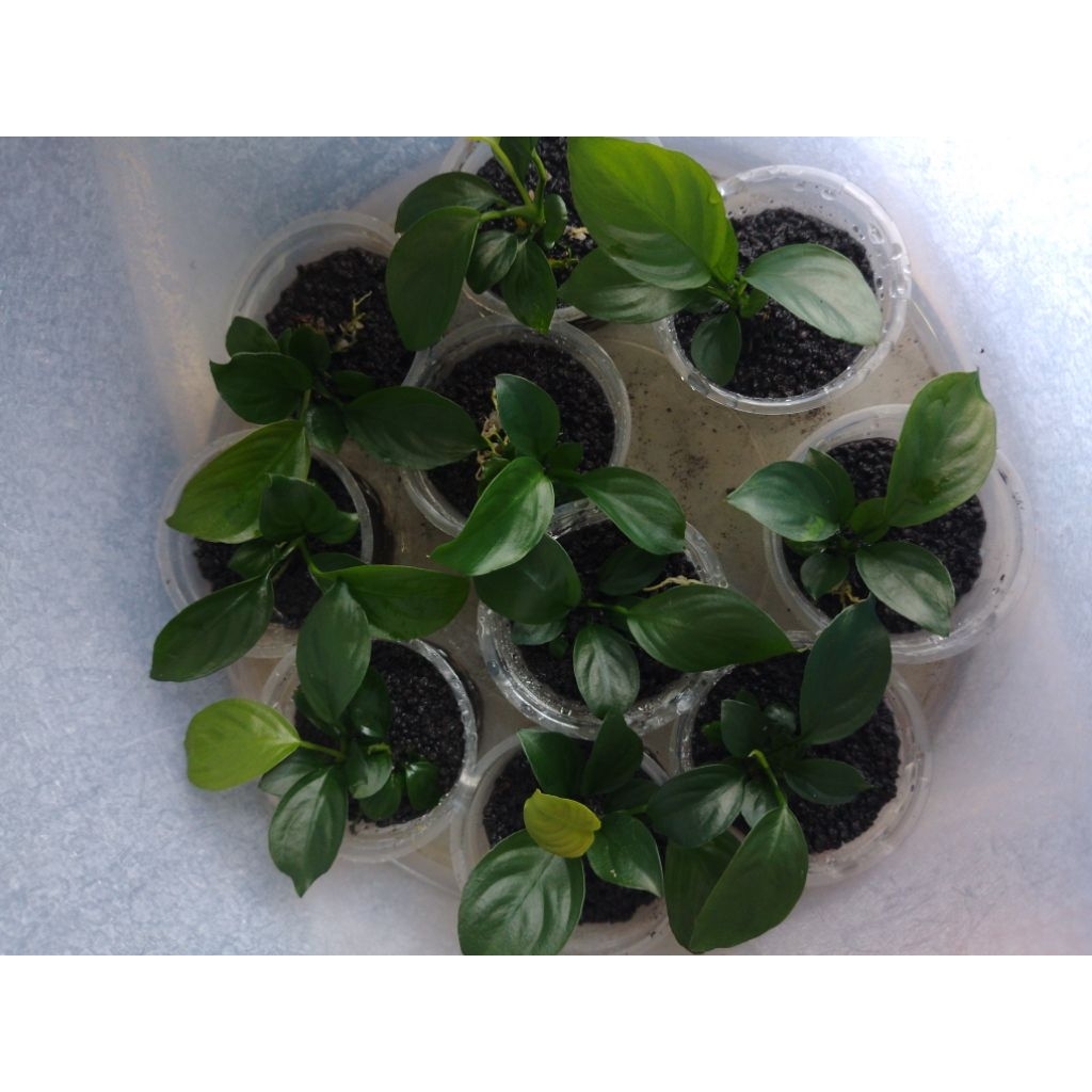 Anubias Barteri Broadleaf