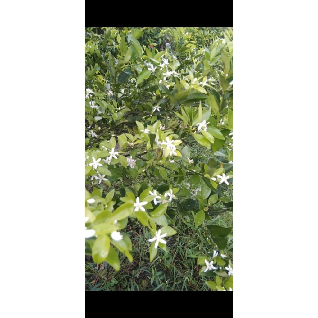 WOT bakterisida dan fungisida