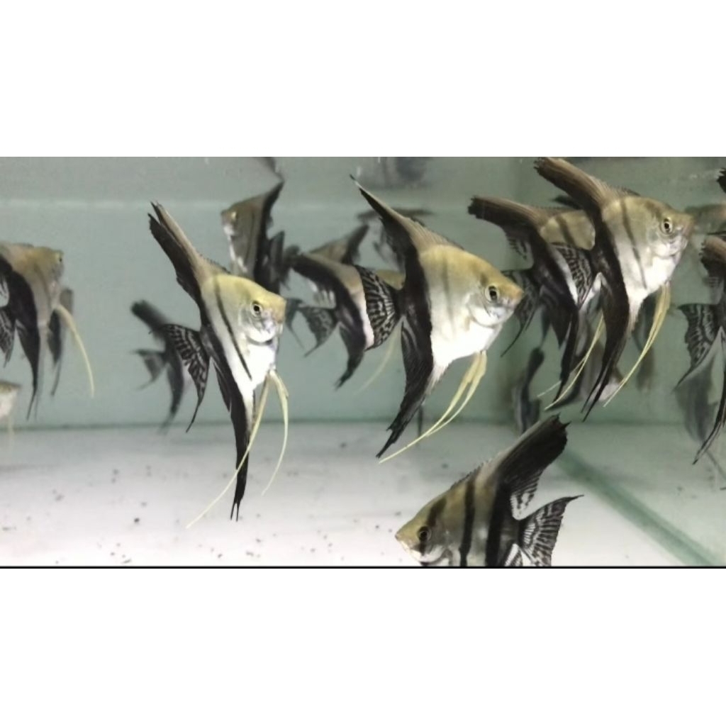 Aksesoris aquarium manfish BW size remaja