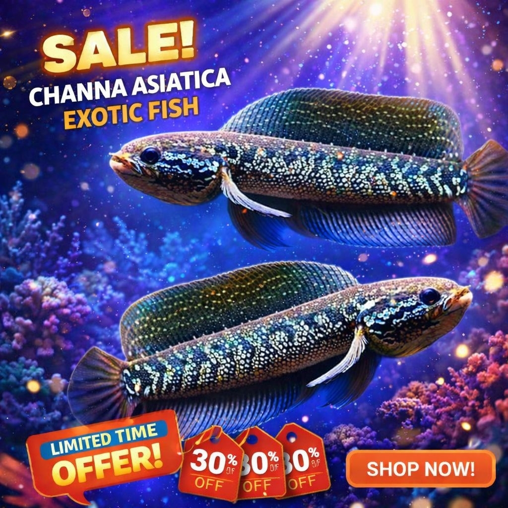 Hiasan Aquarium Channa Asiatica Exotic Fish – Ikan Gabus Hias Premium Corak Galaxy | Channa Import S