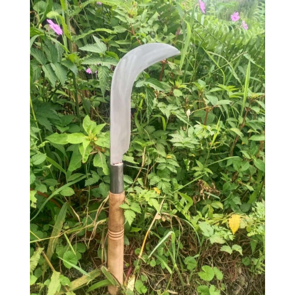 Ndorit Atau Candong/Arit Untuk Panen/Sadap Buah Salak