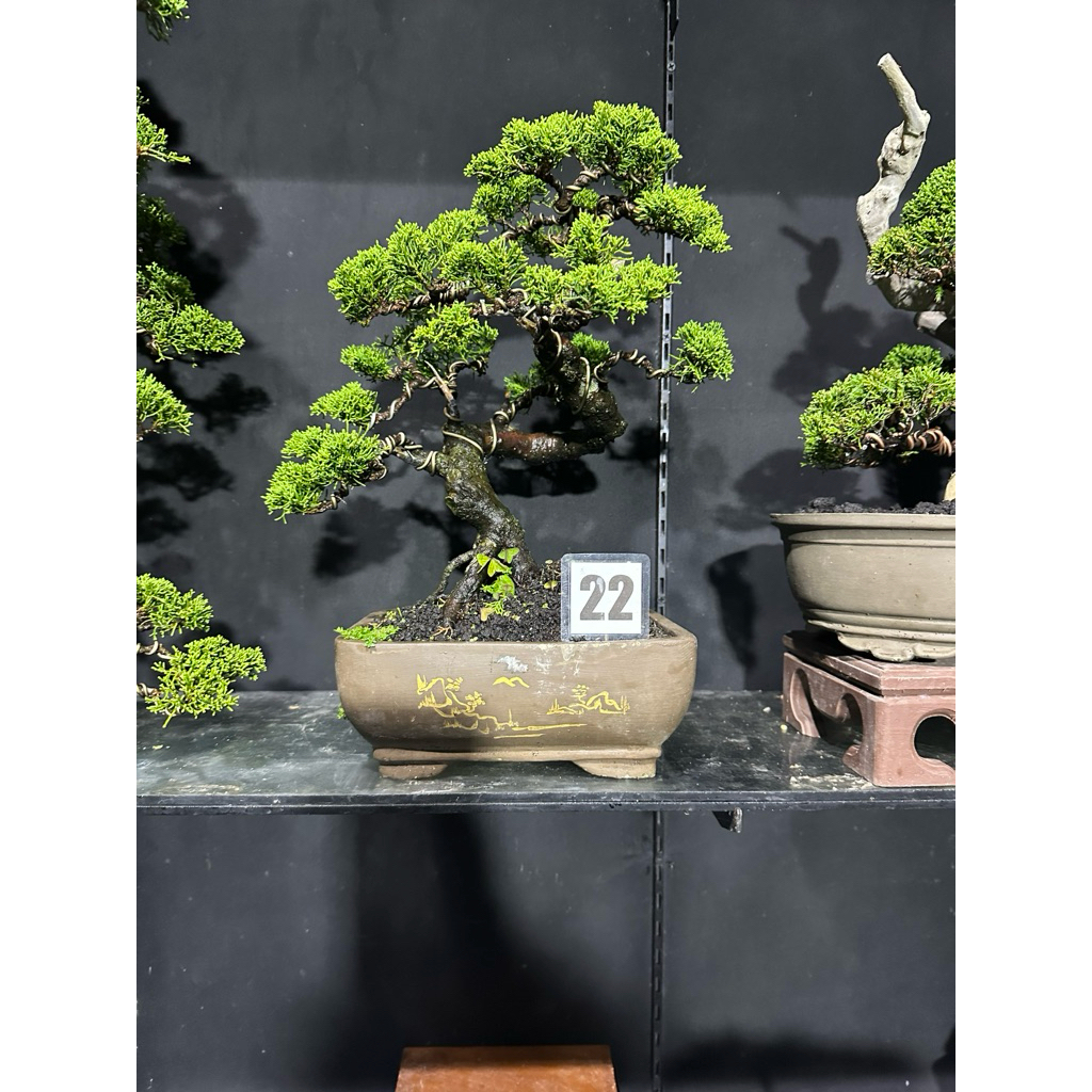 bonsai cemara sargenti