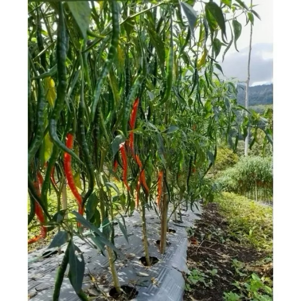 (10gram) Benih Cabe Merah Lokal Batu garut