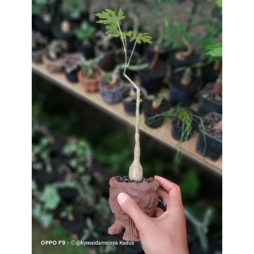 tanaman hias bercaudex cissus tuberosa