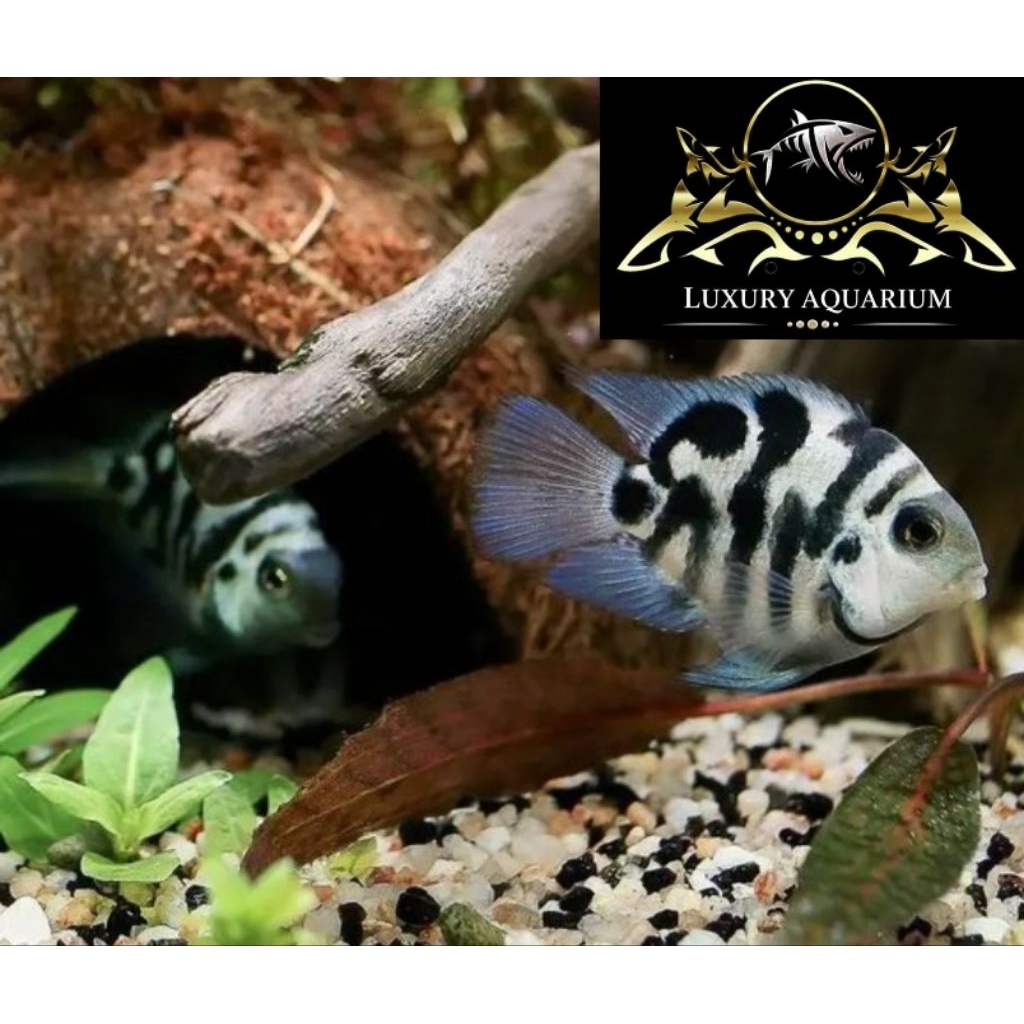 Indukan Blue Pollar Parrot Dewasa - Ikan Hias Aquascape Aquarium