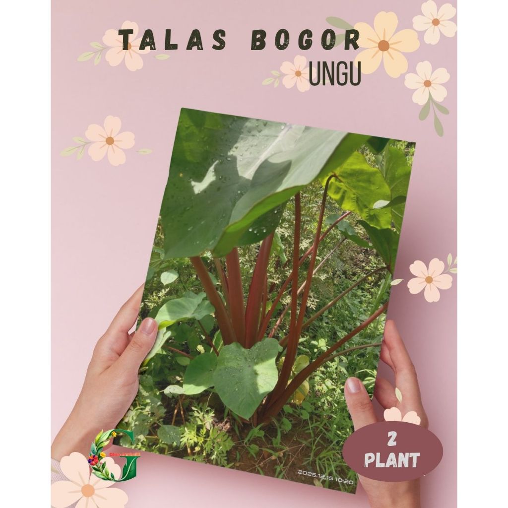 2 Bibit Talas Pratama Jumbo Talas Bogor  Keladi Ungu