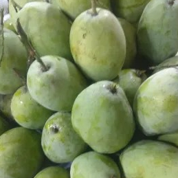 Mangga Indramayu matang 1kg