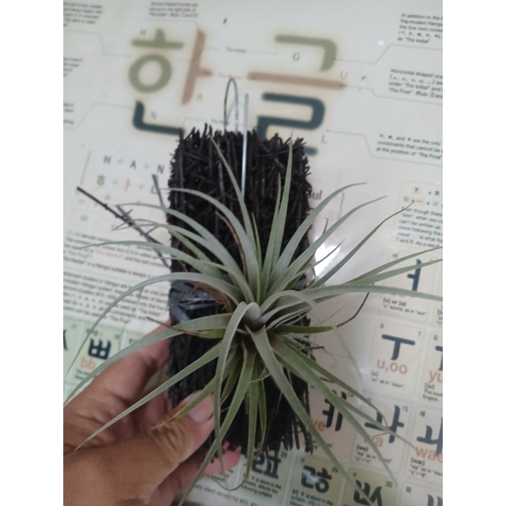 Tillandsia Utriculata Besar indukan