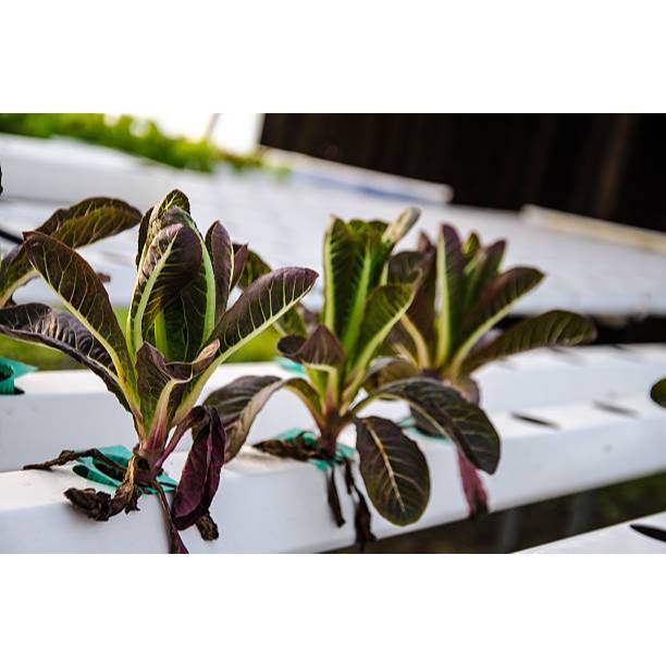 GUDANG BENIH - BENIH SELADA RED ROMAINE