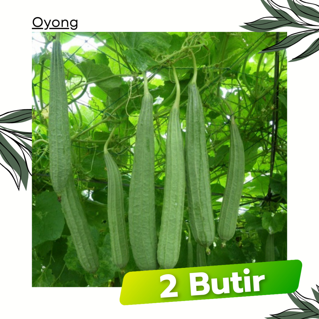 2 Butir - Oyong / Gambas  F1 GRANDIA Garuda Seed Bibit Sayuran Tanaman