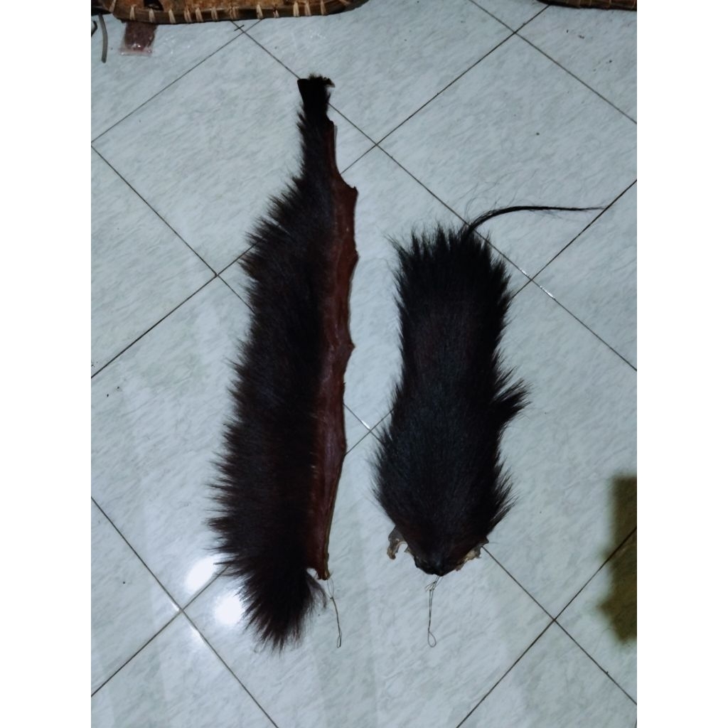 suri saja suri kuda asli warna coklat