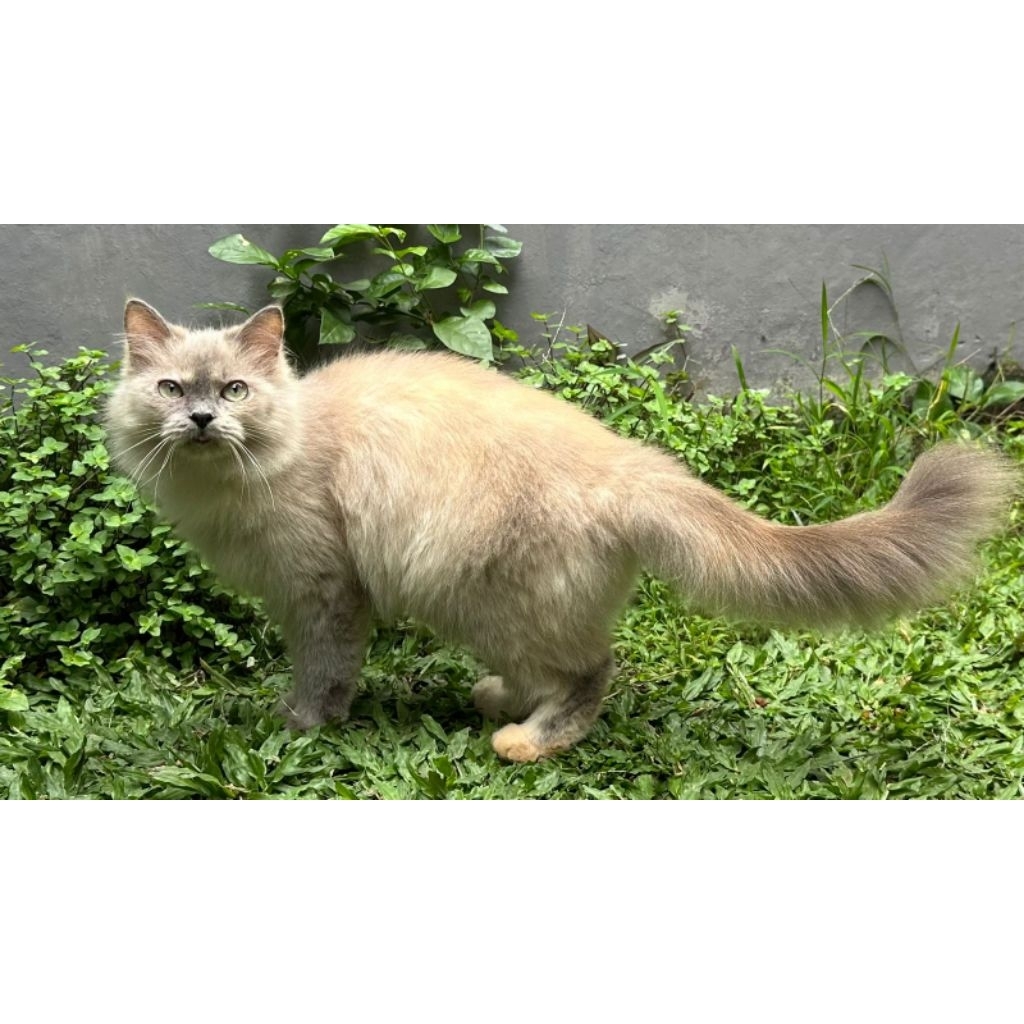 KUCING PERSIA HIMALAYA BETINA 12 BULAN LUCU