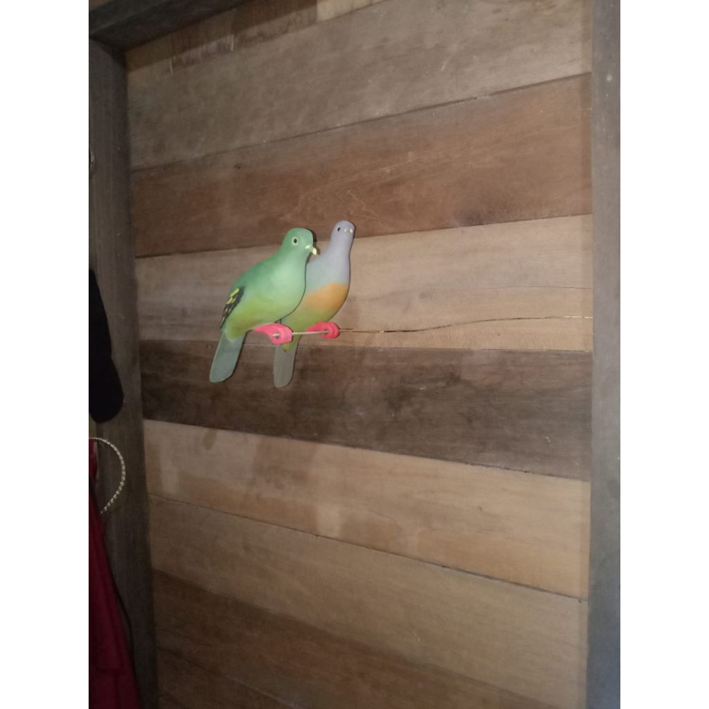 jontrot burung punai betina