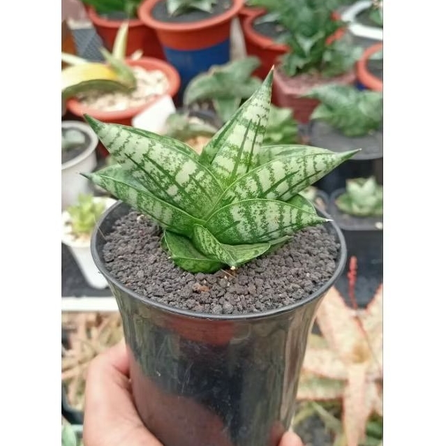 Sansevieria Hybrid Satria
