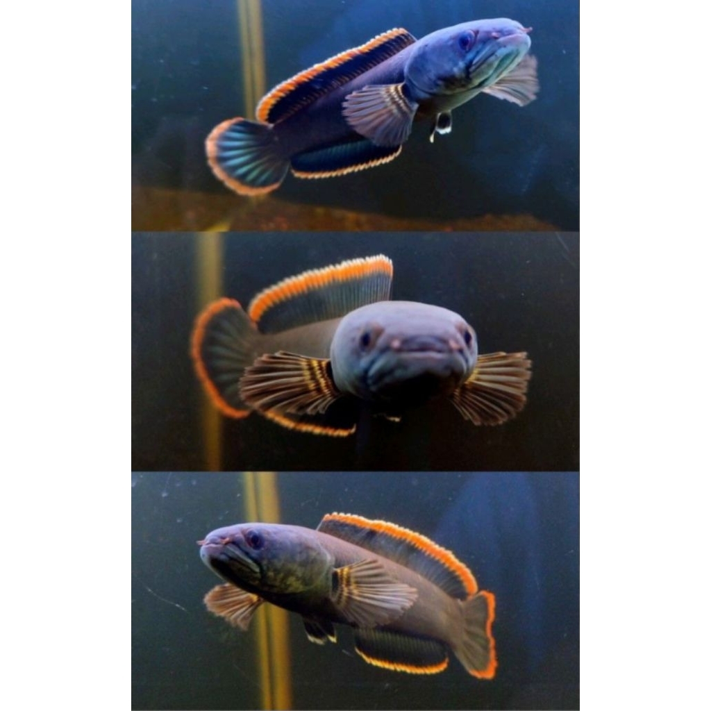 ikan channa limbata jumbo, uk 13-15