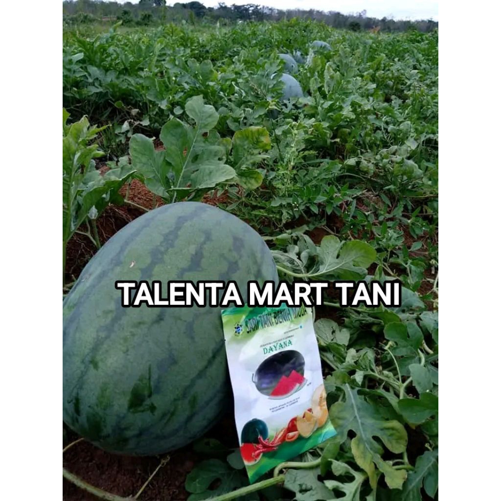 Benih Bibit Semangka Non Biji Dayana F1, Tipe juve Prime (Produksi Tinggi, Perawatan Mudah) Isi 300 