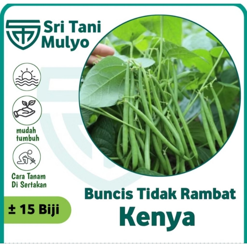 15 Biji - Benih Buncis Tidak Rambat KENYA- Benih Berkwalitas Bibit Buncis Perdu Tidak