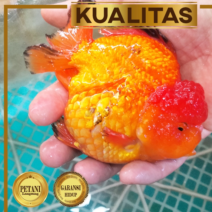 Giant Oranda Ikan Mas Koki Import Kontes Size Jumbo XXL Hiasan Aquarium Tanaman Air Tawar