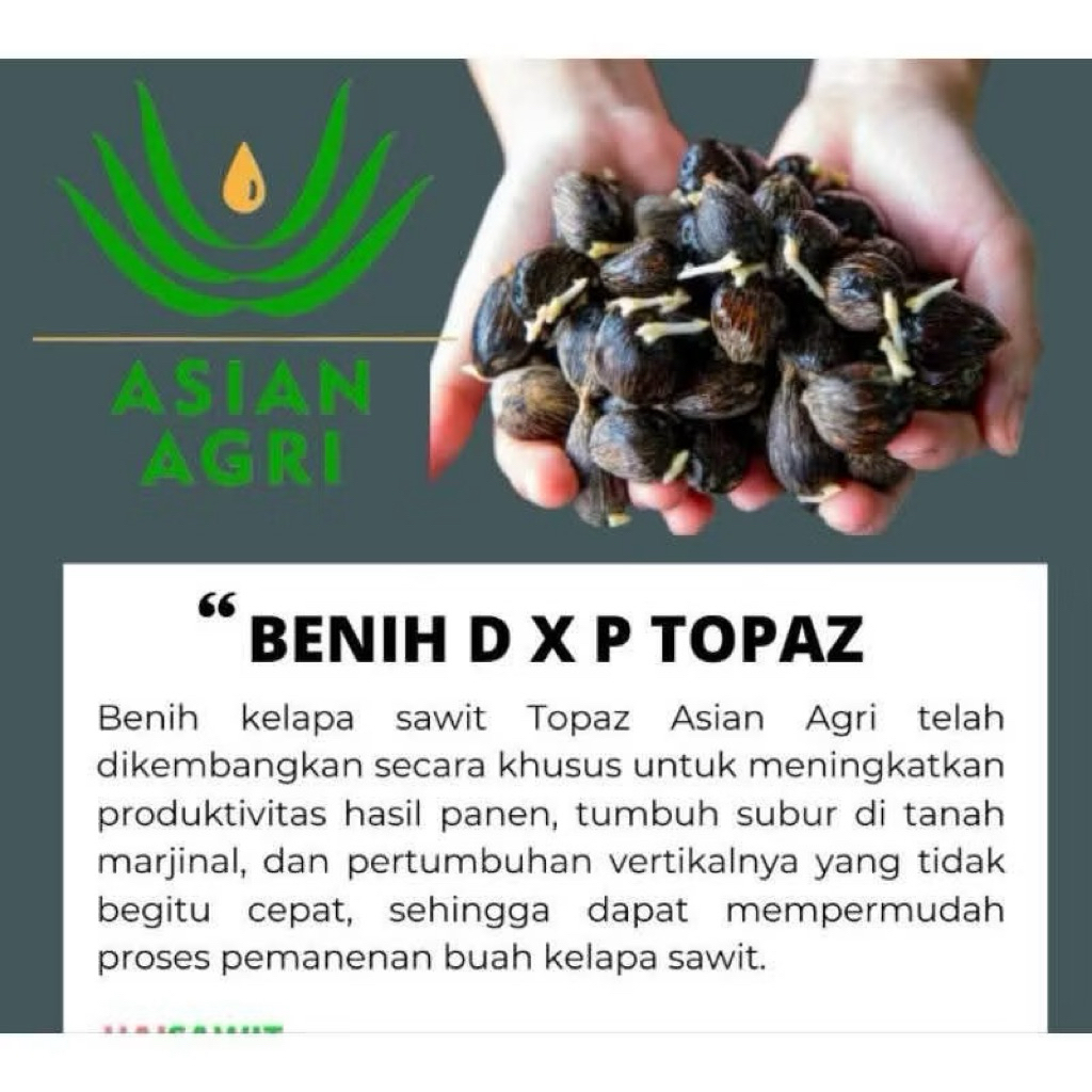 Kecambah Sawit TOPAZ Unggul seri 1,2,3,4 Bersertifikat