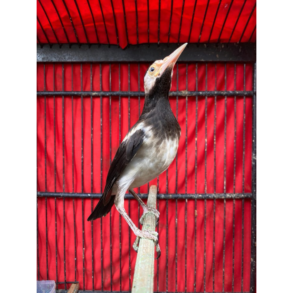 jalak suren lolohan lepas loloh