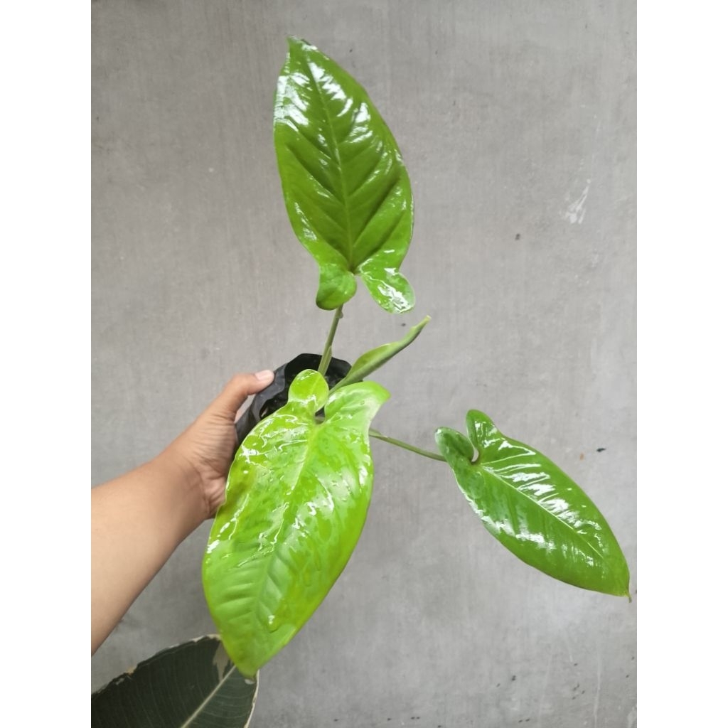 syngonium auritum syngonium kelinci ekonomis