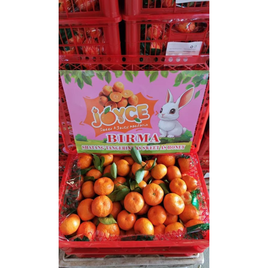 Jeruk Santang Birma / Santang Tangerine