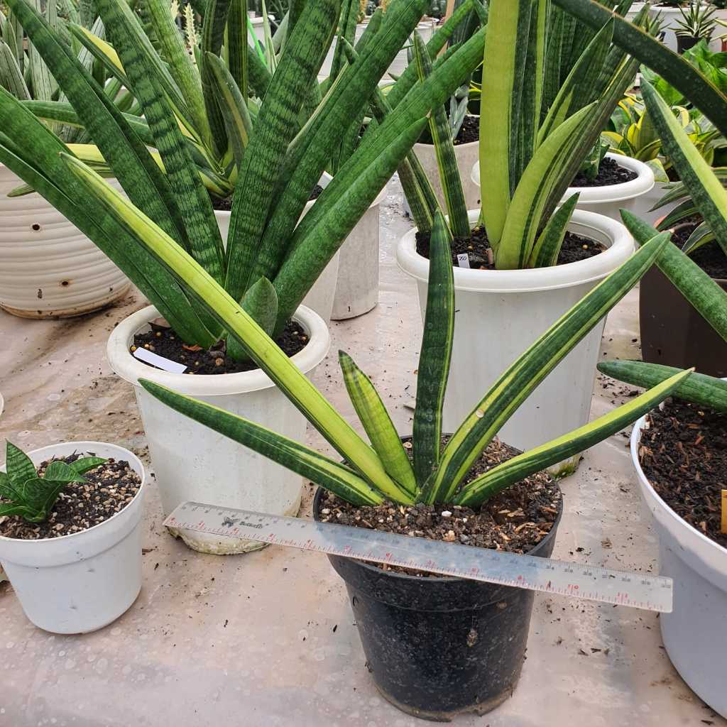 Sansevieria Boncel Variegata