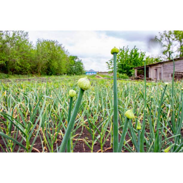 GUDANG BENIH - BENIH DAUN KUCAI