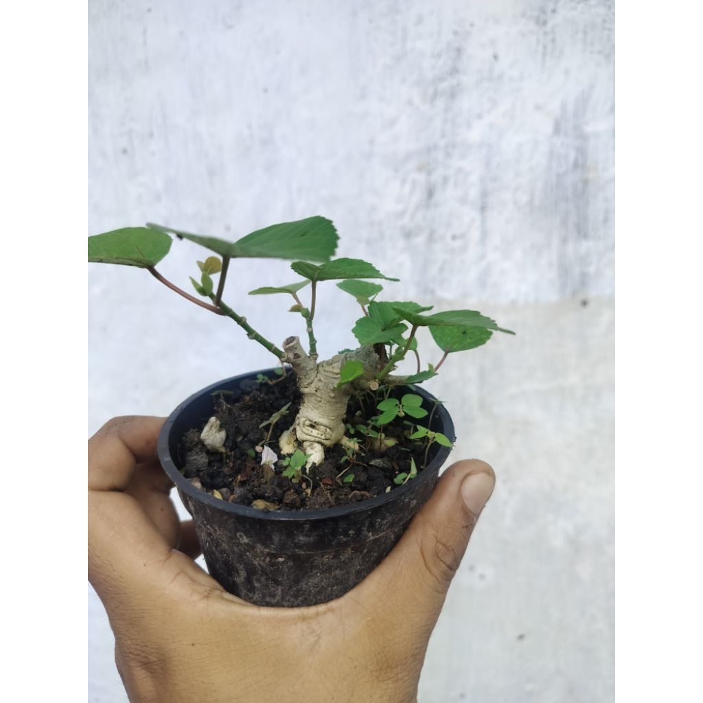 bonsai waru India