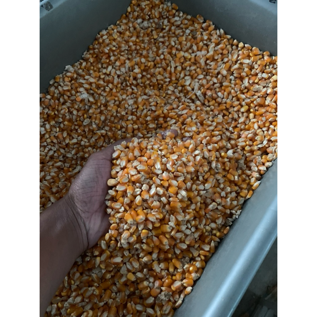 1kg jagung pakan ayam