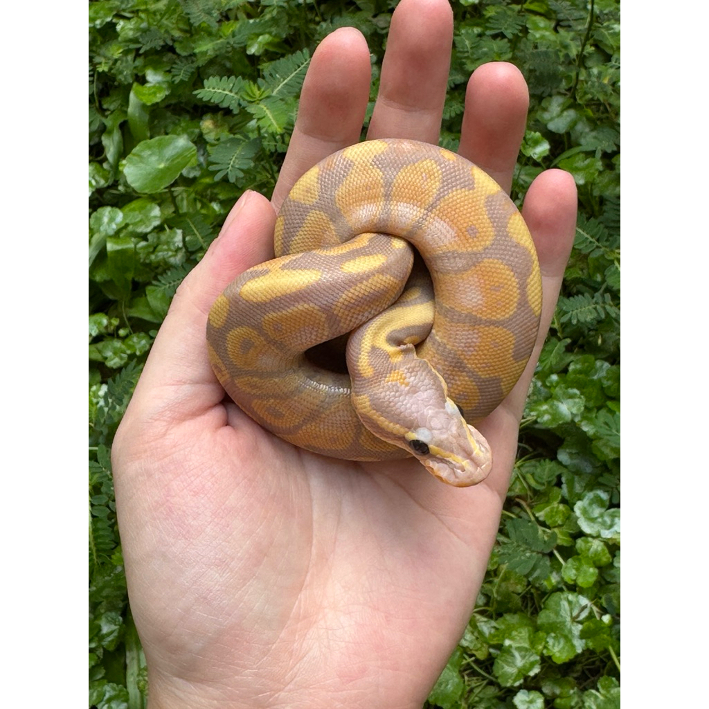 Banana Fire Ball Python Snake Ular Piton