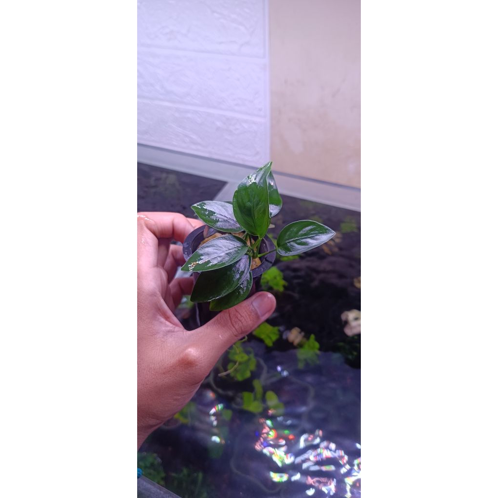 Anubias Nana