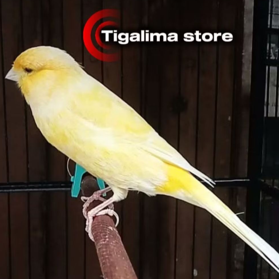 BURUNG KENARI F1 BAHAN PILIHAN JANTAN