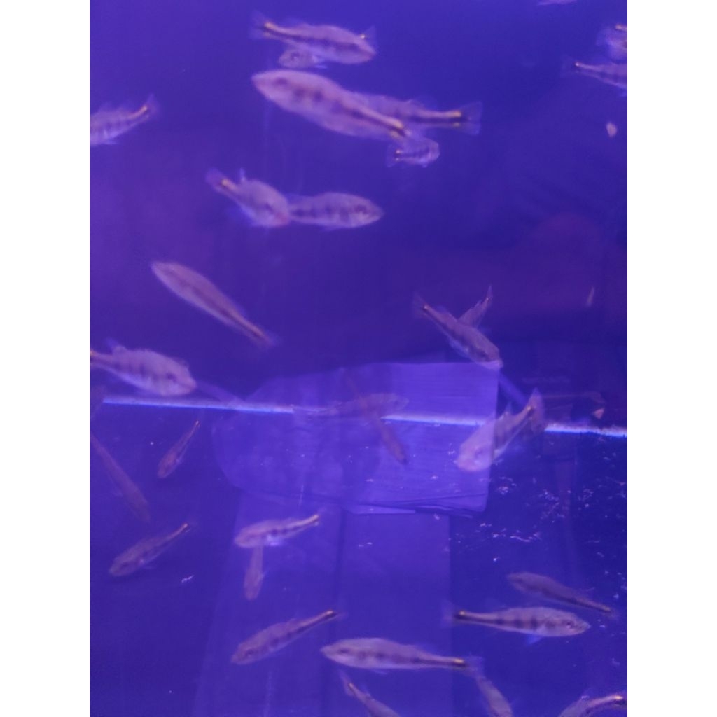 mono/pbas mono/pibas/pbas/ukuran 5 cm murmer