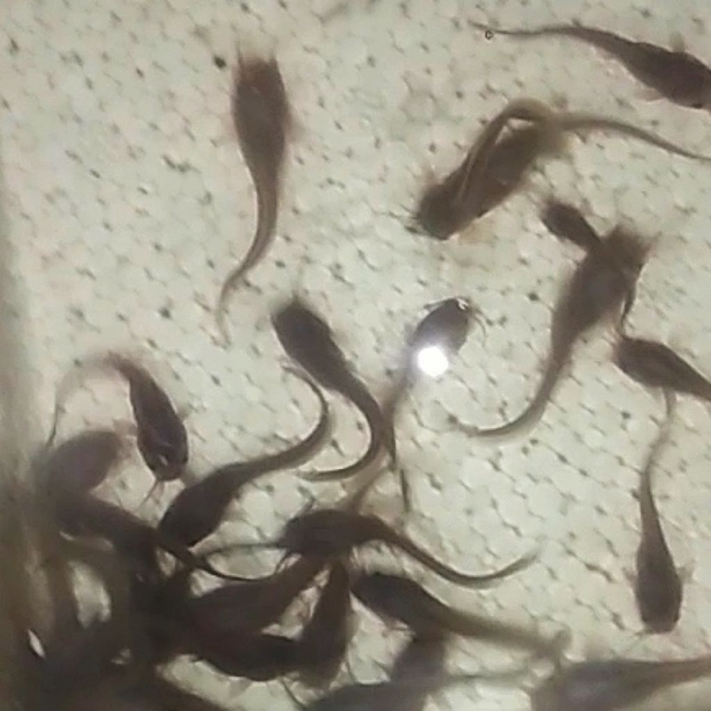Pakan ikan predator